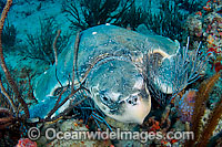 Kemp's Ridley Sea Turtle Photo - Michael Patrick O'Neill