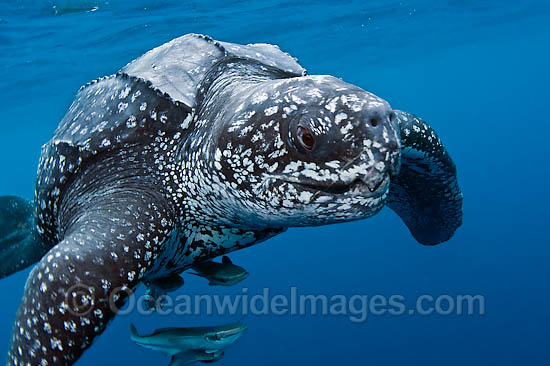 Leatherback Sea Turtle photo