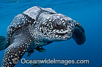 Leatherback Sea Turtle Photo - Michael Patrick O'Neill