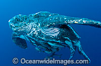 Leatherback Sea Turtle with suckerfish Photo - Michael Patrick O'Neill