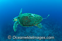 Loggerhead Sea Turtle with research tag Photo - Michael Patrick O'Neill