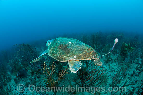 Loggerhead Sea Turtle with research tag photo
