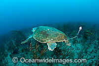 Loggerhead Sea Turtle with research tag Photo - Michael Patrick O'Neill