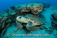 Loggerhead Sea Turtle under ledge Photo - Michael Patrick O'Neill