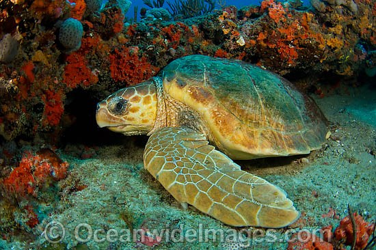 Loggerhead Sea Turtle under ledge photo