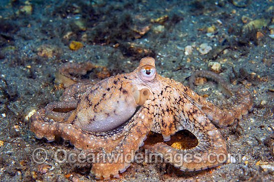 octopus in florida