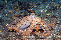 Long Arm Octopus Photo - Michael Patrick O'Neill