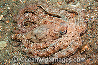 Caribbean Long Arm Octopus Photo - Michael Patrick O'Neill