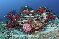 Coral Reef Florida Photo - Michael Patrick O'Neill