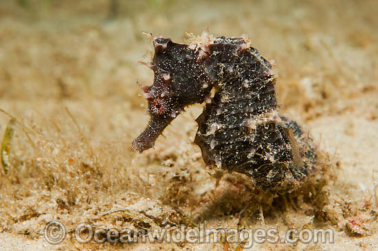 Longnose Seahorse Hippocampus reidi photo