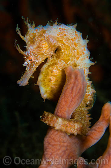 Lined Seahorse Hippocampus erectus photo