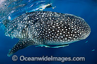 Whale Shark Photo - Michael Patrick O'Neill