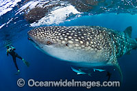 Whale Shark Photo - Michael Patrick O'Neill
