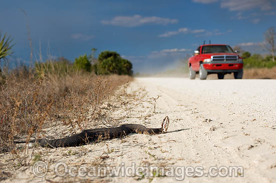 Water Moccasin or Cottonmouth photo
