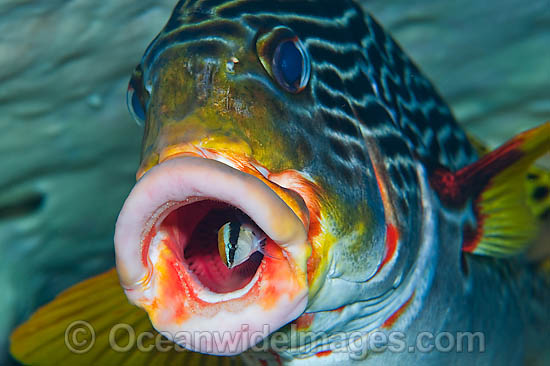 Sweetlips cleaned by Wrasse photo