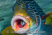 Sweetlips cleaned by Wrasse Photo - Michael Patrick O'Neill