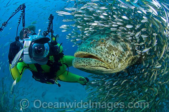 Goliath Grouper with Underwater Photographer photo