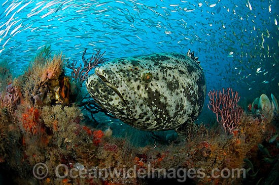 Atlantic Goliath Grouper surrounded by sardines photo