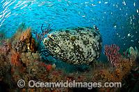 Atlantic Goliath Grouper surrounded by sardines Photo - MIchael Patrick O'Neill