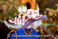 Nudibranch Chromodoris geometrica Photo - Gary Bell