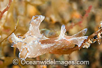 Sea Hare Aplysia parvula Photo - Gary Bell