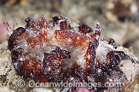 Nudibranch Discodoris boholiensis Photo - Gary Bell