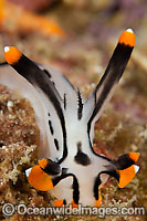 Nudibranch Thecacera picta Photo - Gary Bell