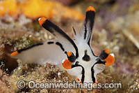 Nudibranch Thecacera picta Photo - Gary Bell