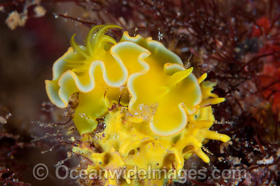 Nudibranch Noumea crocea photo