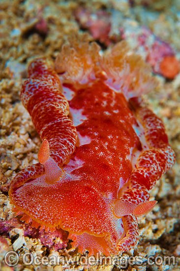 Nudibranch Hexabranchus sanguineus photo