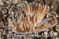 Nudibranch Phyllodesmium jakobsenae Photo - Gary Bell