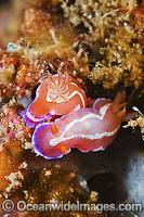 Nudibranch - mating pair Photo - Gary Bell