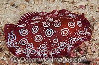 Side-gilled Slug Pleurobranchus weberi Photo - Gary Bell