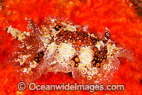 Nudibranch Hoplodoris estrelyado Photo - Gary Bell