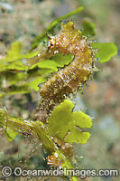 Thorny Seahorse Hippocampus histrix Photo - Gary Bell