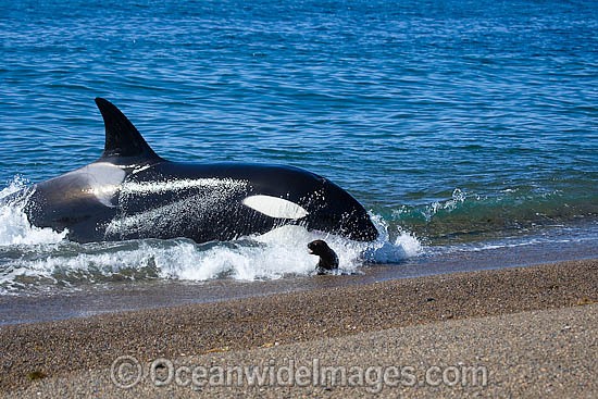 Orca attacking sea lion on shore photo