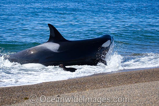 Orca attacking sea lion photo