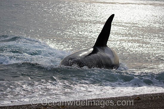 Orca on shore photo