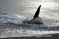 Orca on shore Photo - Chantal Henderson