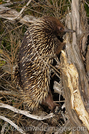 Echidna looking for termites photo