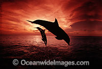 Bottlenose Dolphin breaching at sunset Photo - David Fleetham