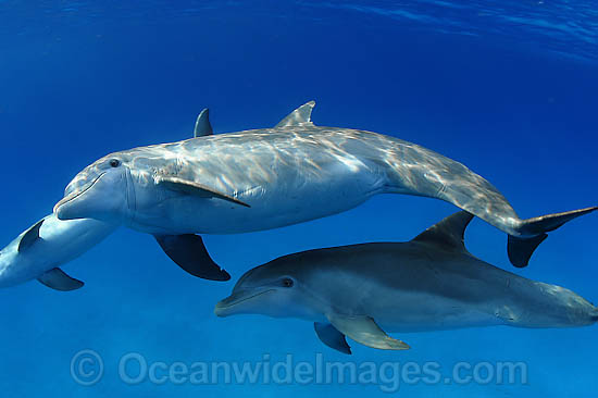 Bottlenose Dolphin pregnant female photo