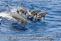 Spinner Dolphin breaching Photo - David Fleetham