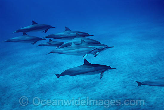 Spinner Dolphin photo