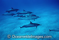 Spinner Dolphin Photo - David Fleetham
