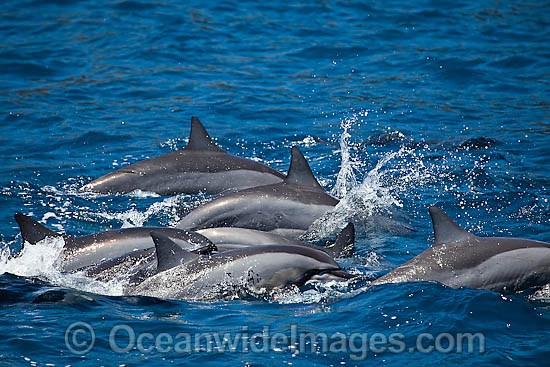 Spinner Dolphins porpoising photo