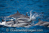 Spinner Dolphins porpoising Photo - David Fleetham