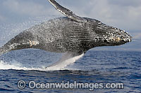 Humpback Whale breaching Photo - David Fleetham