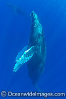 Humpback Whale underwater Photo - David Fleetham