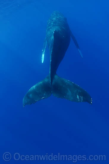Humpback Whale tail fluke underwater photo